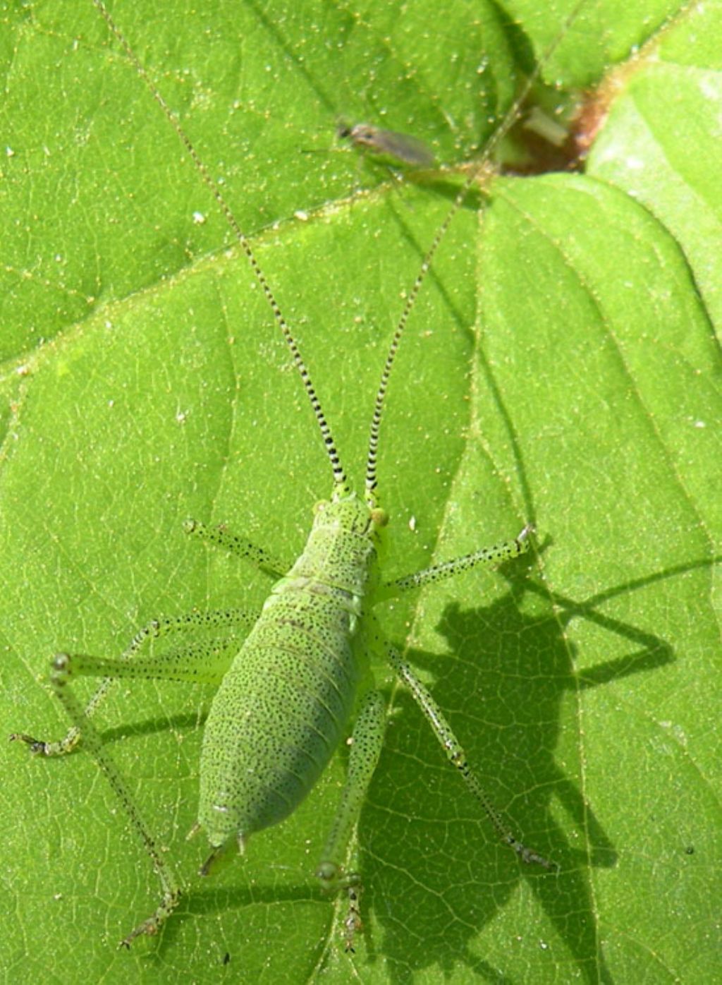 ninfa di Phaneropteridae:  possibile Leptophyes sp.